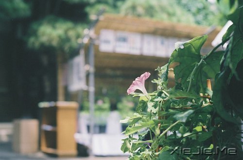 早安心语:只要你想,随时都可以开始 (6)